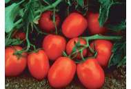 Чибли F1 - томат детерминантный, 2500 семян, Syngenta (Сингента), Голландия фото, цена